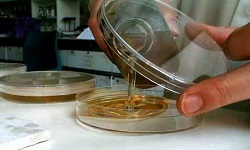 Pour Plate Technique